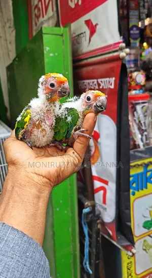 Tame Size Birds