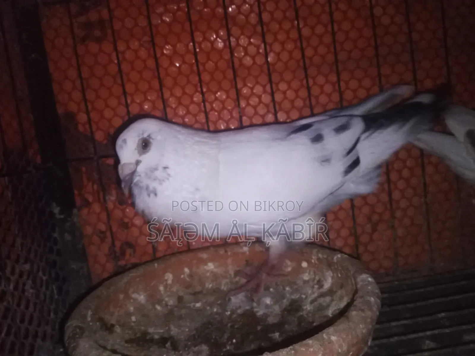 কবুতর রেসিং হোমা