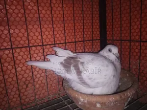 কবুতর রেসিং হোমা