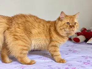 1+ Year Male Purebred Persian Cat