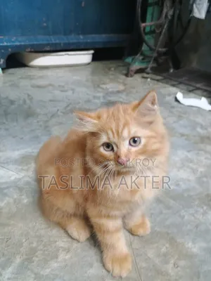 3-6 months Male Purebred Persian