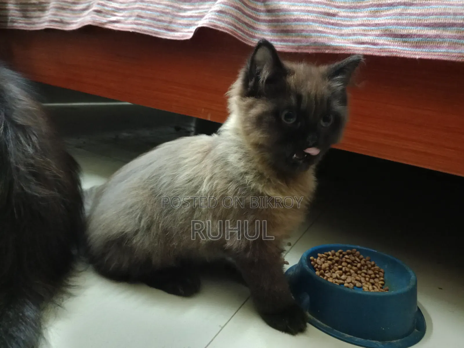 1-3 Months Female Purebred Persian Kitten