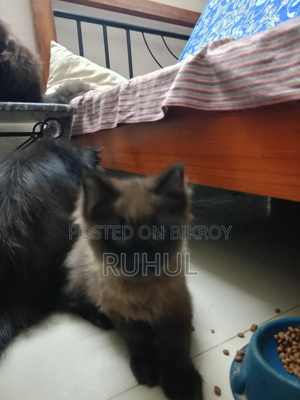1-3 Months Female Purebred Persian Kitten