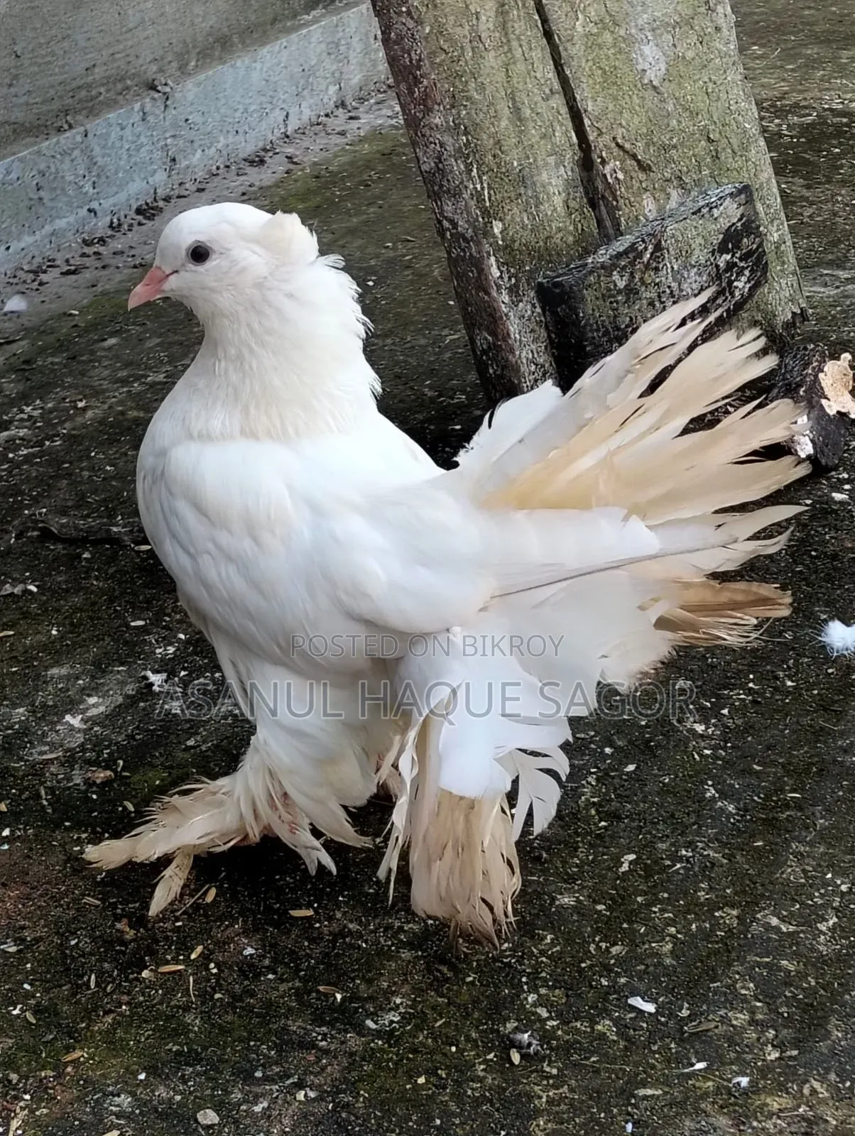 লক্কা রানিং জোড়া