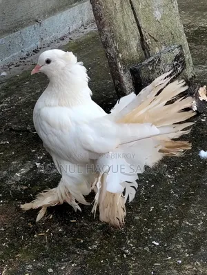 লক্কা রানিং জোড়া