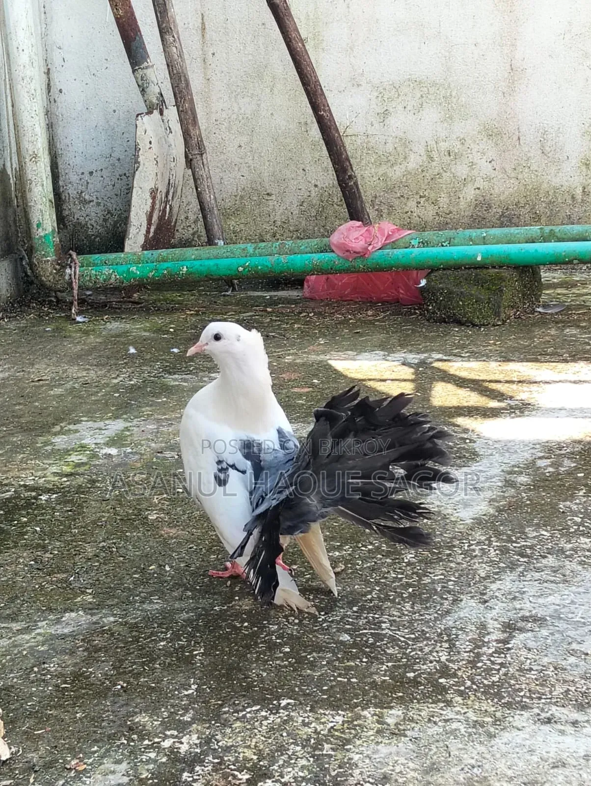 লক্কা রানিং জোড়া