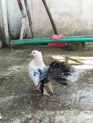 লক্কা রানিং জোড়া
