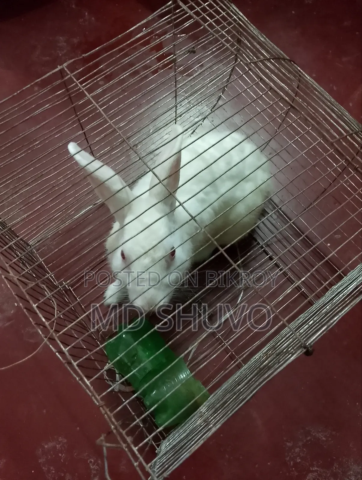 White color rabbit and pink eyes