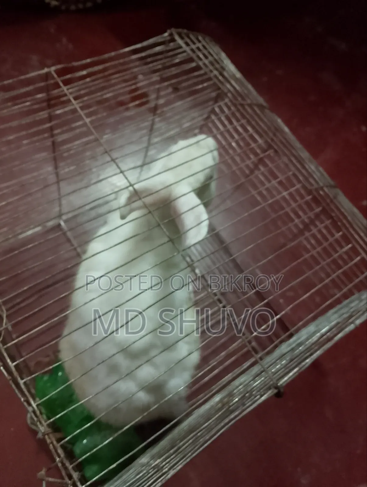 White color rabbit and pink eyes
