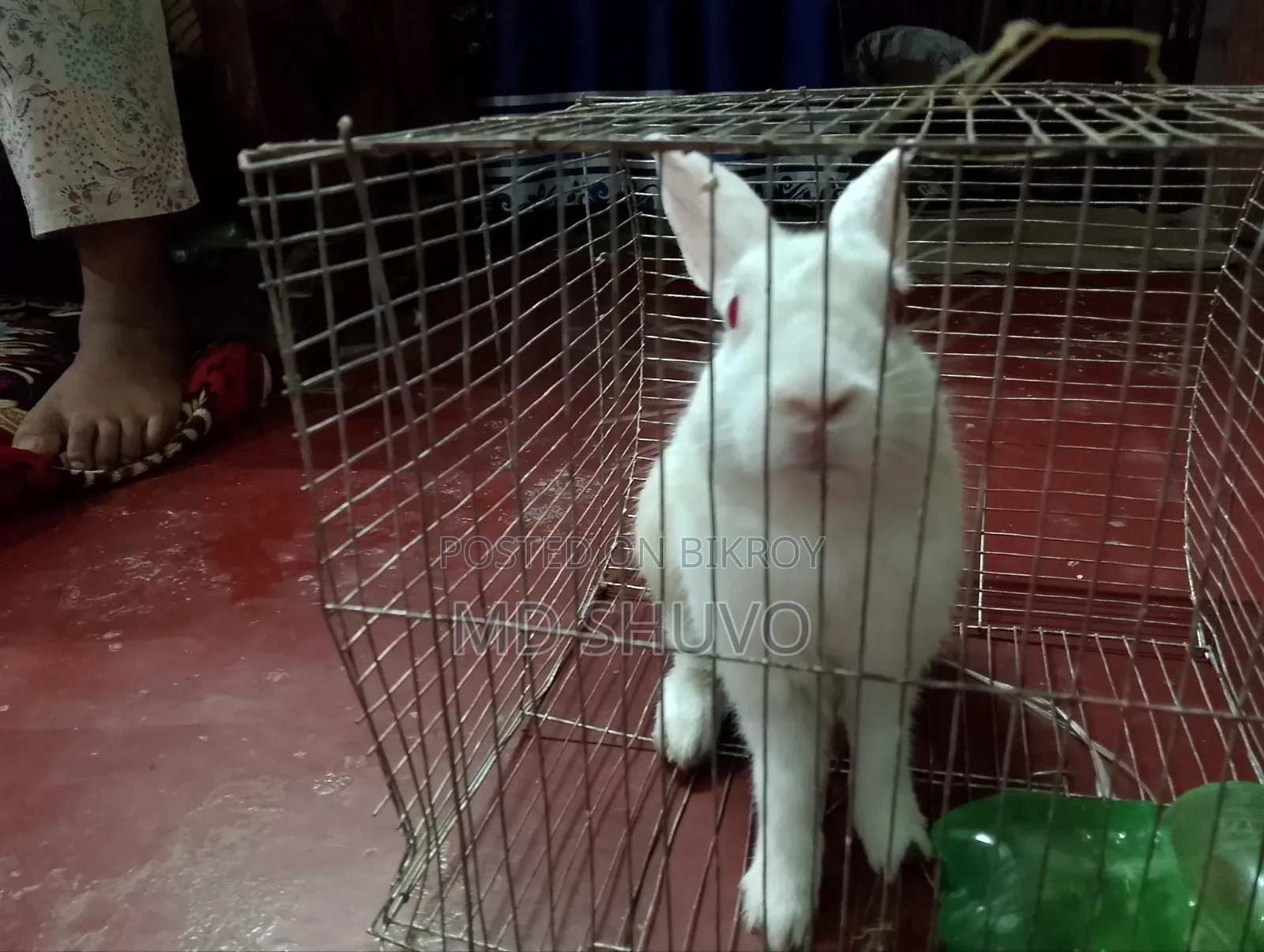 White color rabbit and pink eyes