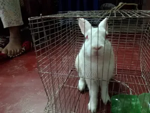 White color rabbit and pink eyes