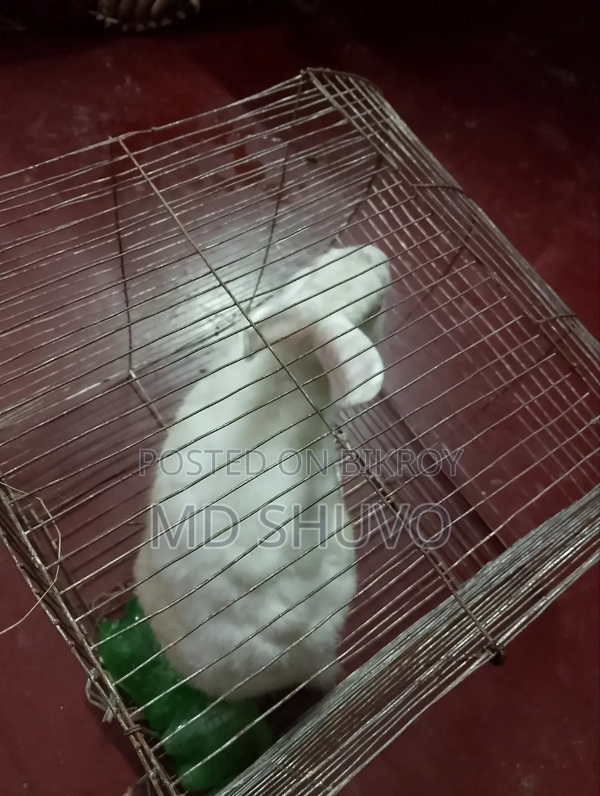 White color rabbit and pink eyes