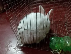 White color rabbit and pink eyes