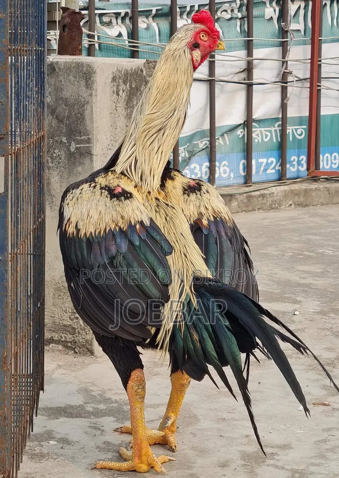 আসিল মোরগ Asil