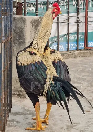 আসিল মোরগ Asil