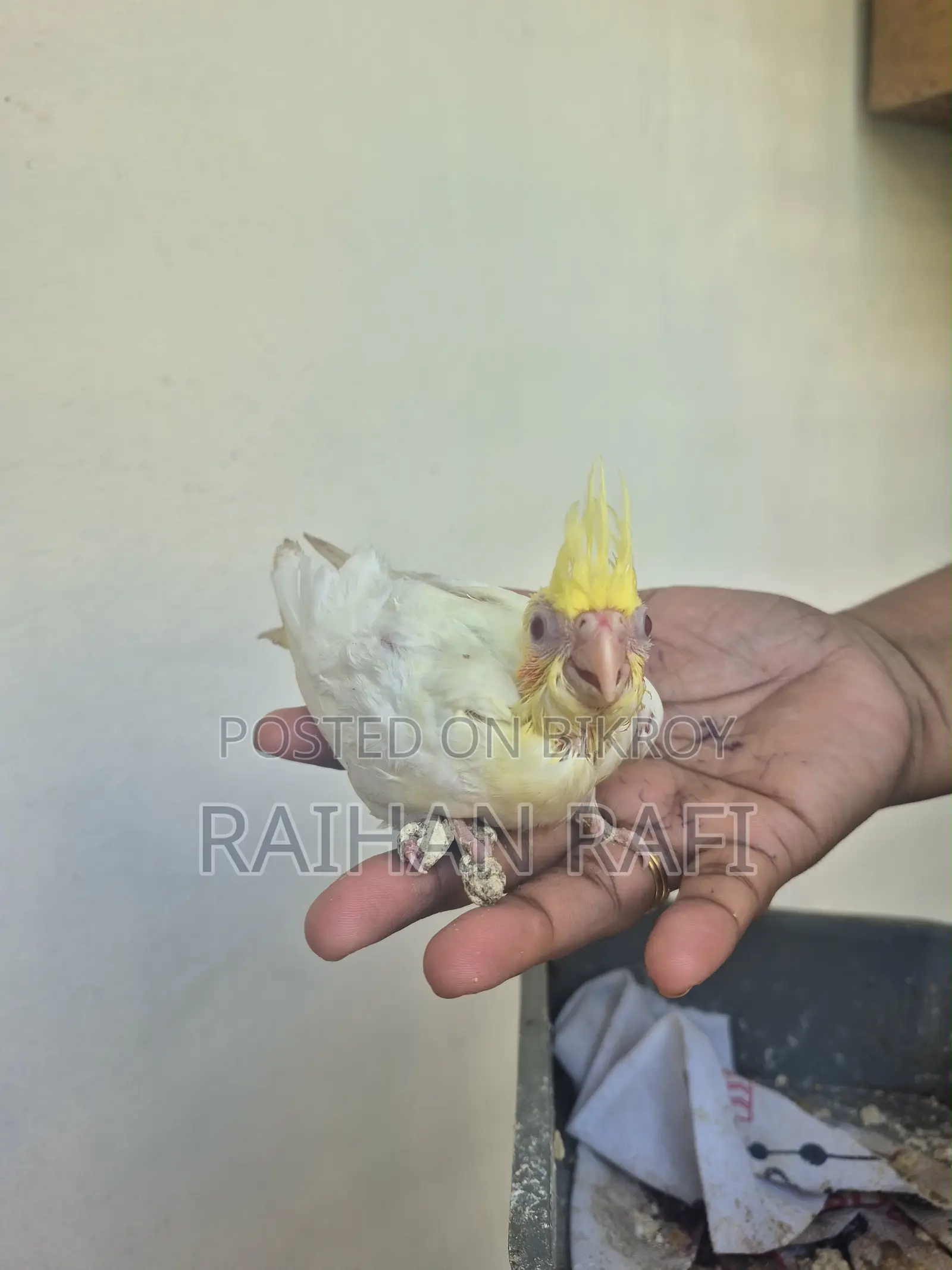 Cockatiel Hand Feed Baby