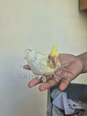 Cockatiel Hand Feed Baby