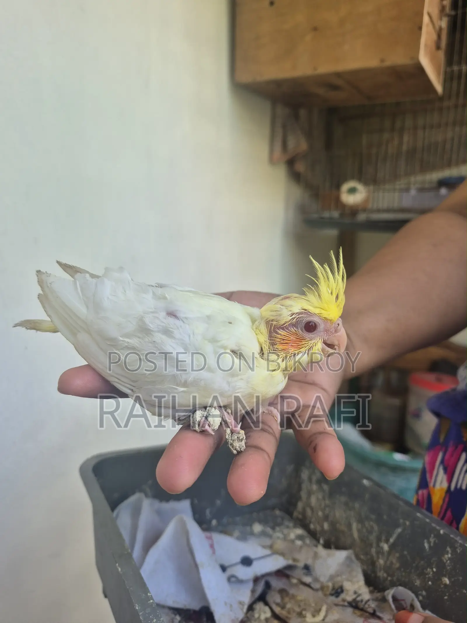 Cockatiel Hand Feed Baby