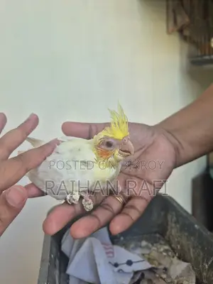 Cockatiel Hand Feed Baby