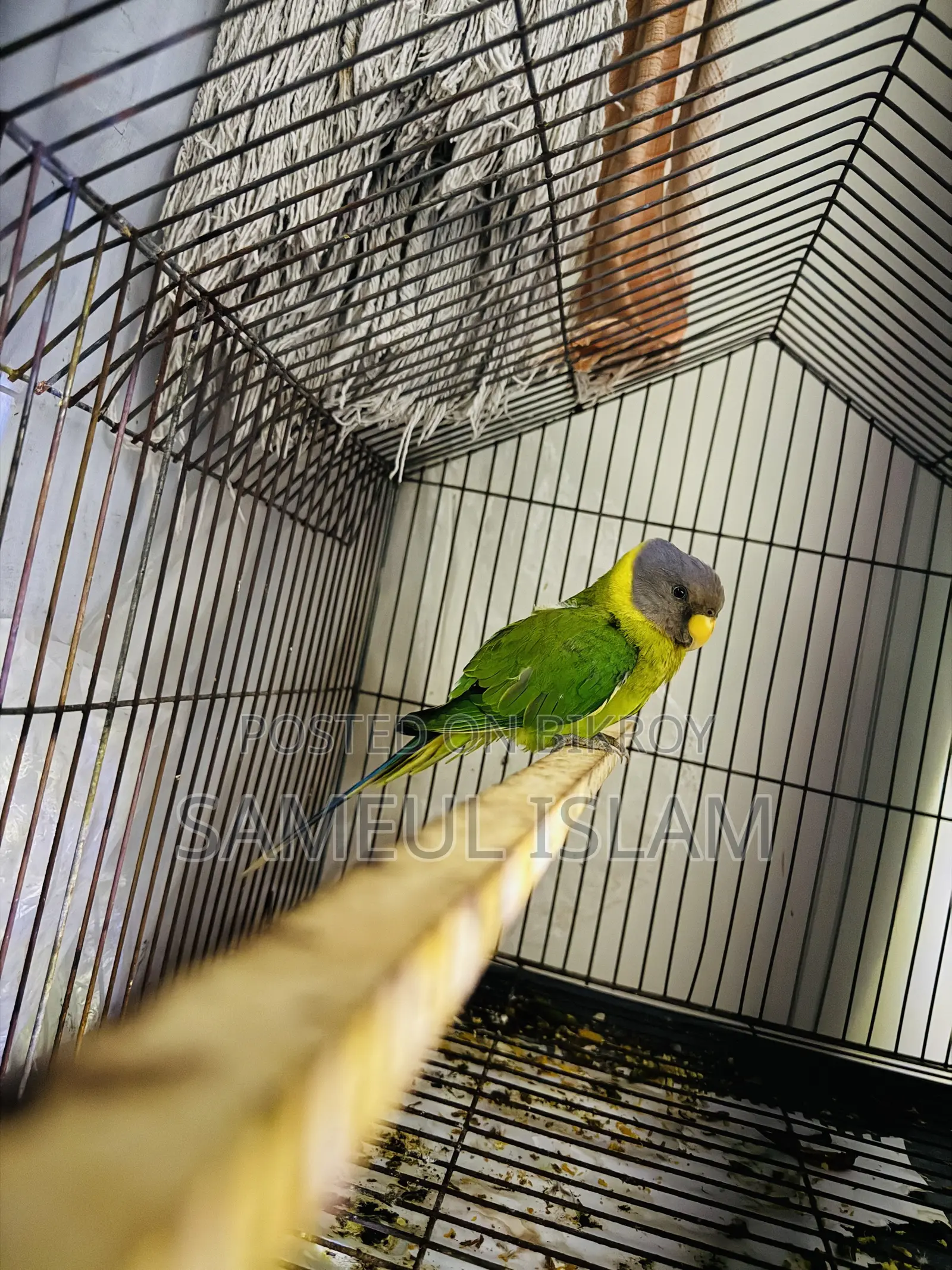 হিরামন টিয়া(ফিমেল)