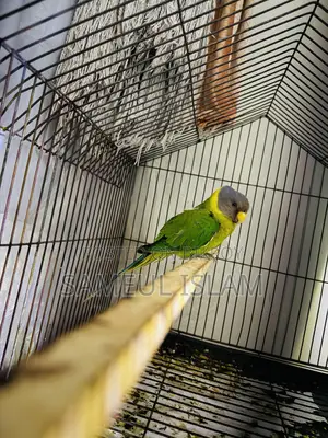 হিরামন টিয়া(ফিমেল)