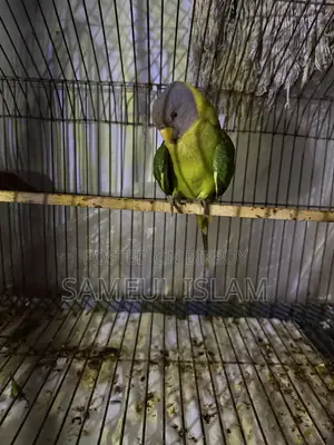 হিরামন টিয়া(ফিমেল)