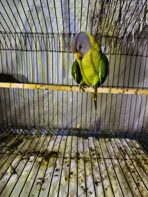 হিরামন টিয়া(ফিমেল)