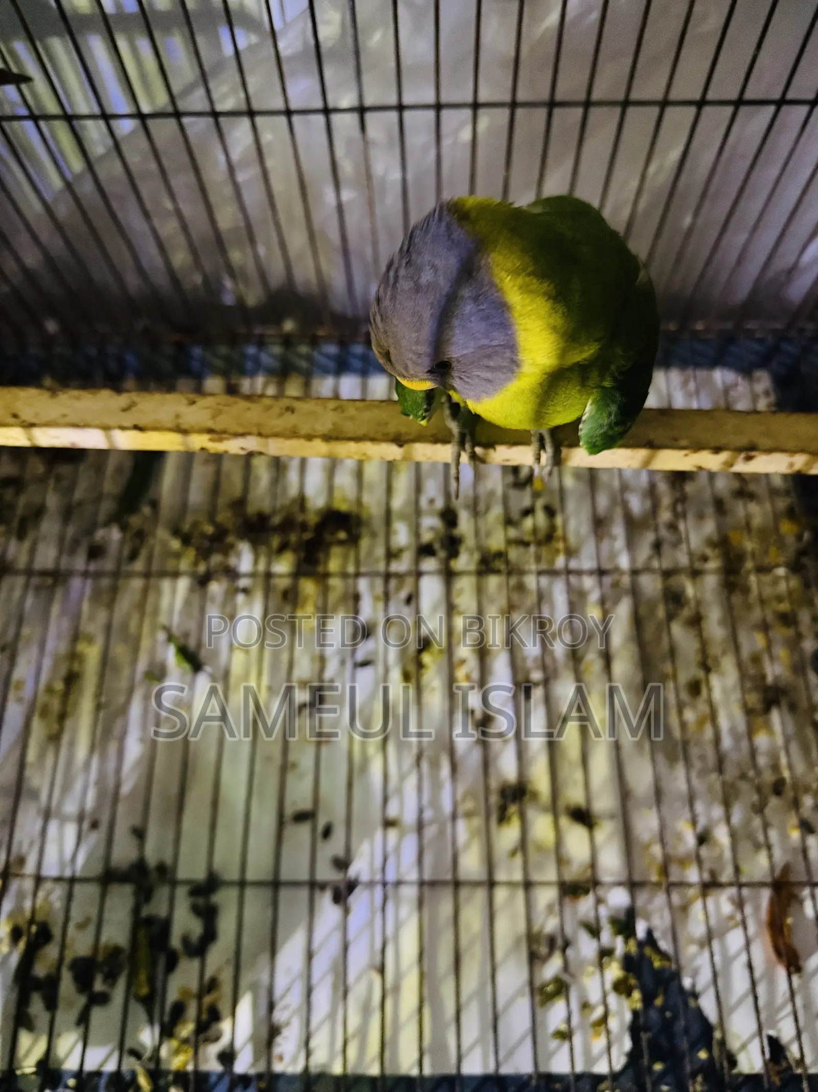 হিরামন টিয়া(ফিমেল)