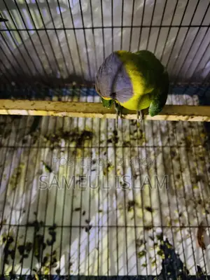 হিরামন টিয়া(ফিমেল)