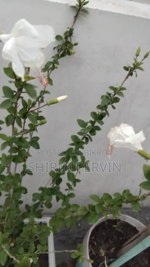 আবাসিক প্লট বিক্রয়