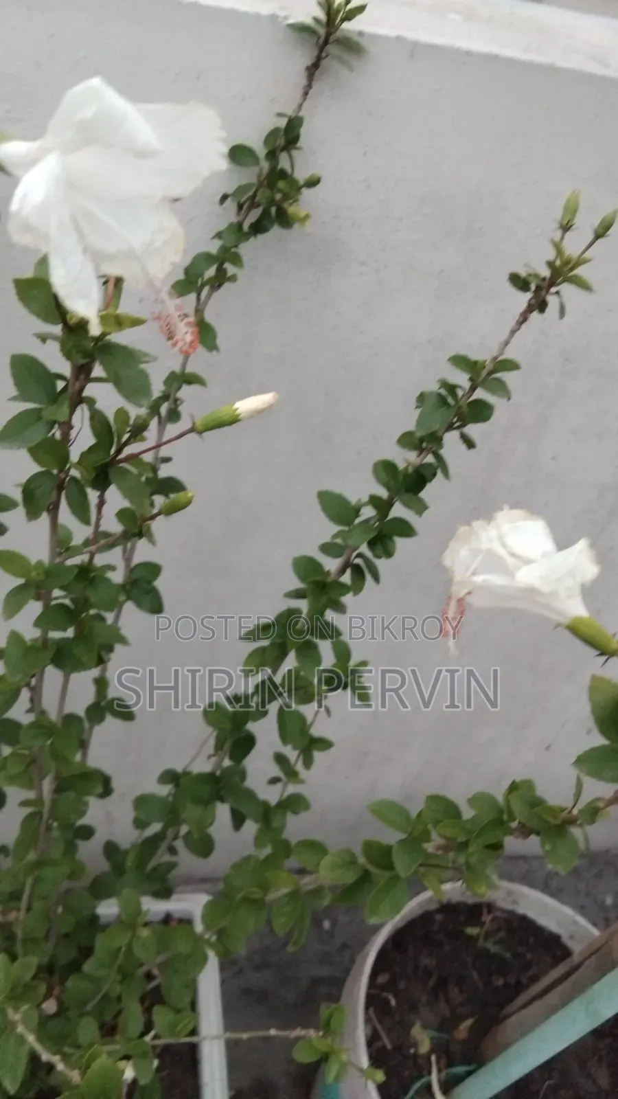আবাসিক প্লট বিক্রয়