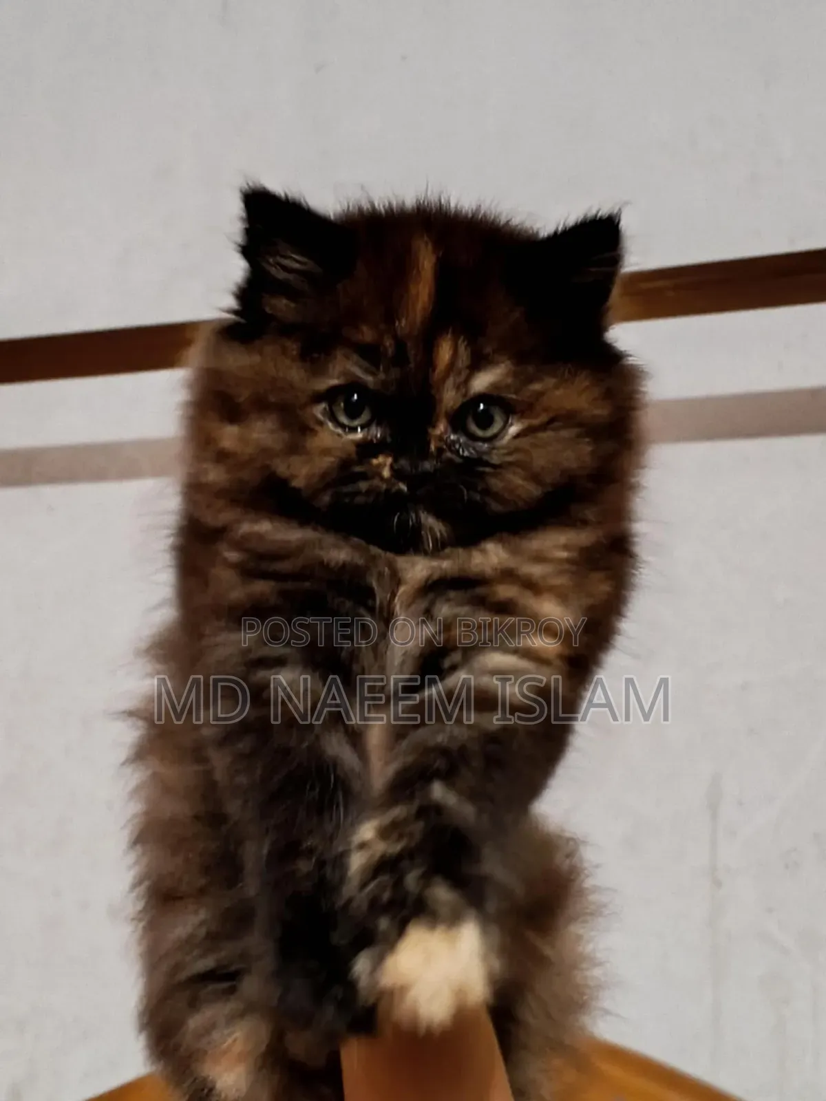 1-3 months Female Purebred Persian