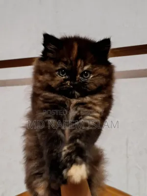 1-3 months Female Purebred Persian