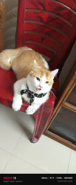 1+ Year Male Purebred Persian Cat