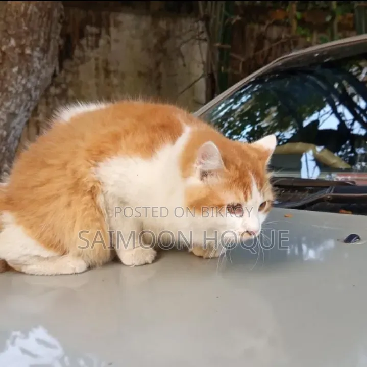 1+ Year Male Purebred Persian Cat