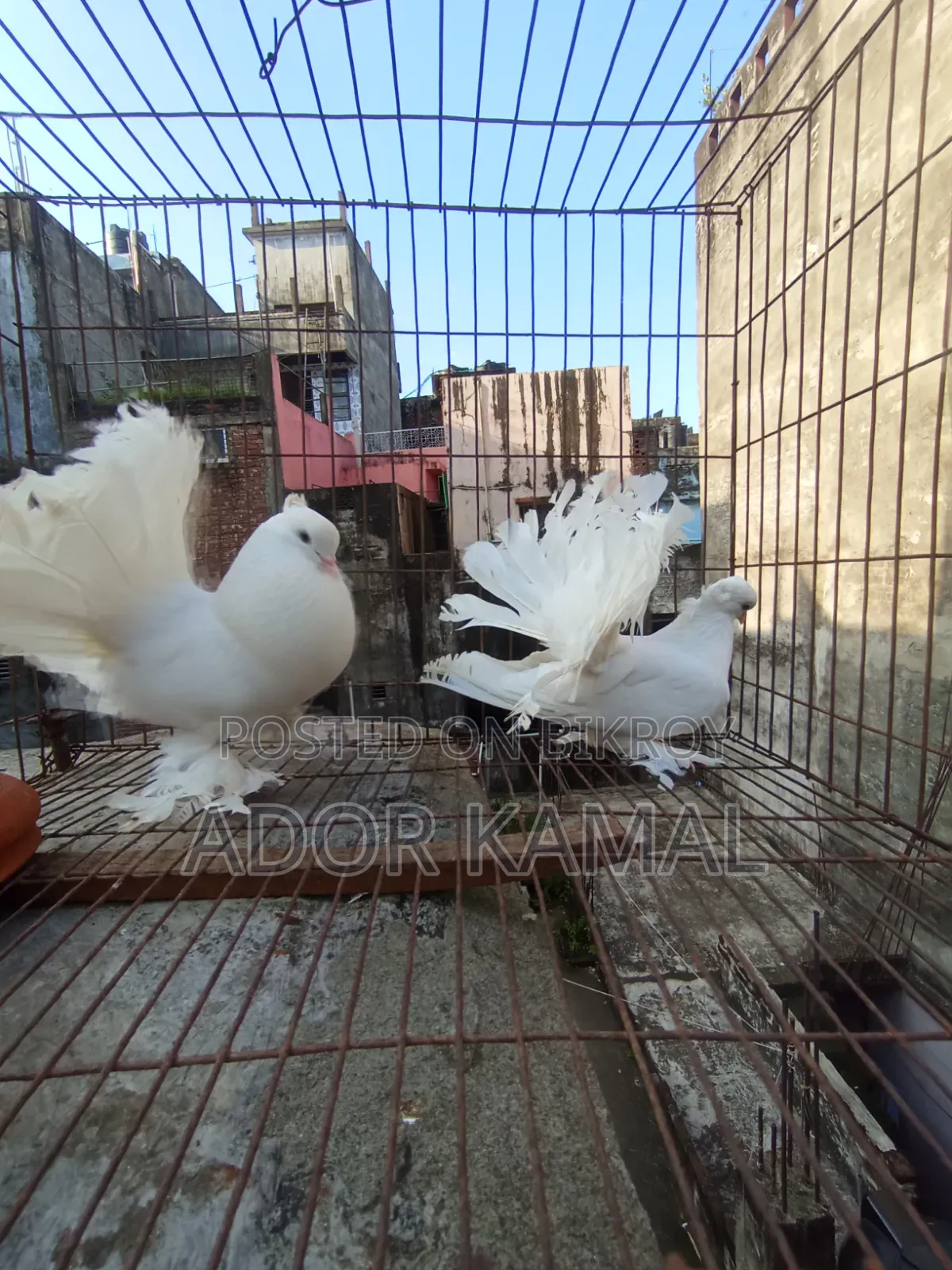 লক্ষ্ণা জোড়া