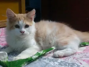 3-6 Months Female Purebred Persian Cat