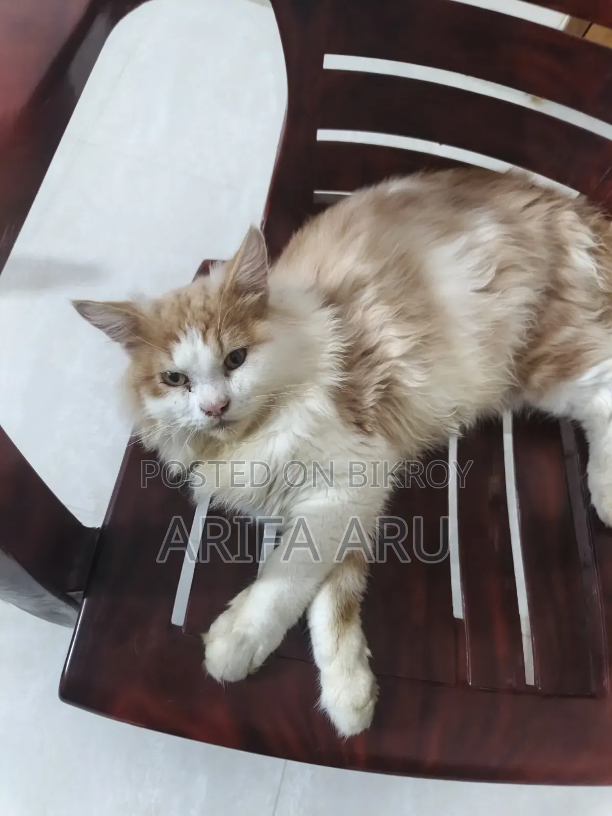 3-6 Months Female Purebred Persian Cat