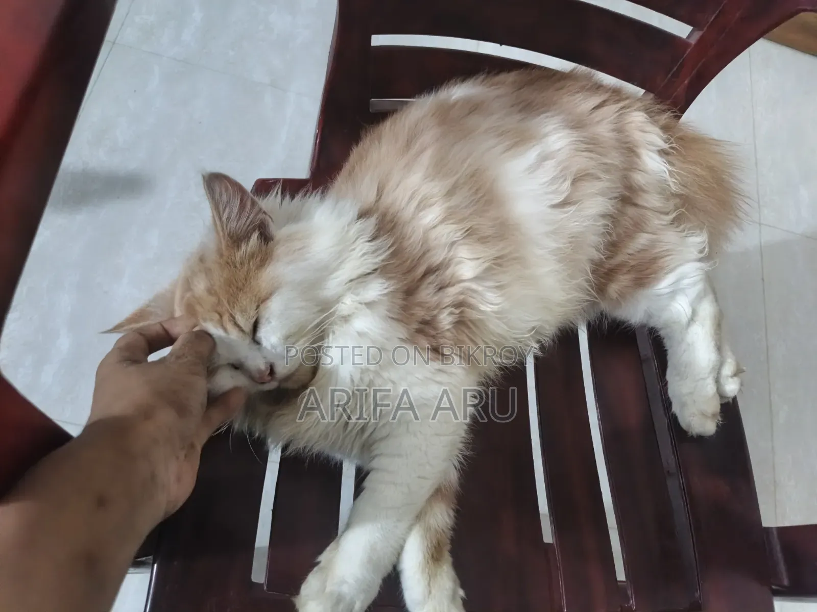 3-6 Months Female Purebred Persian Cat