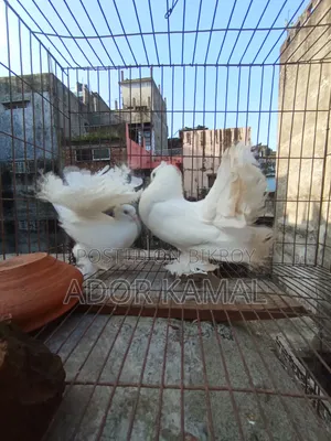 লক্ষ্ণা জোড়া