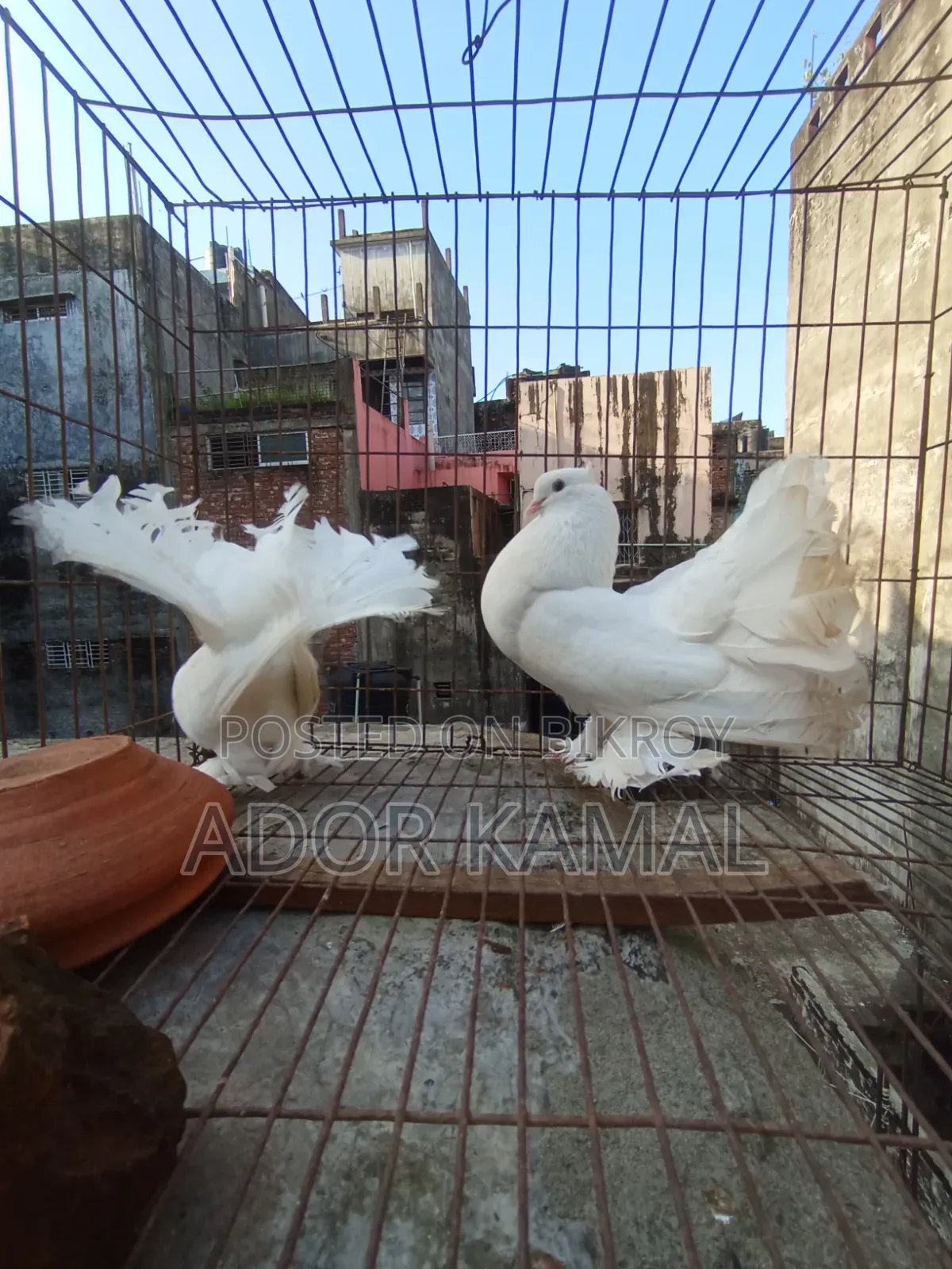 লক্ষ্ণা জোড়া