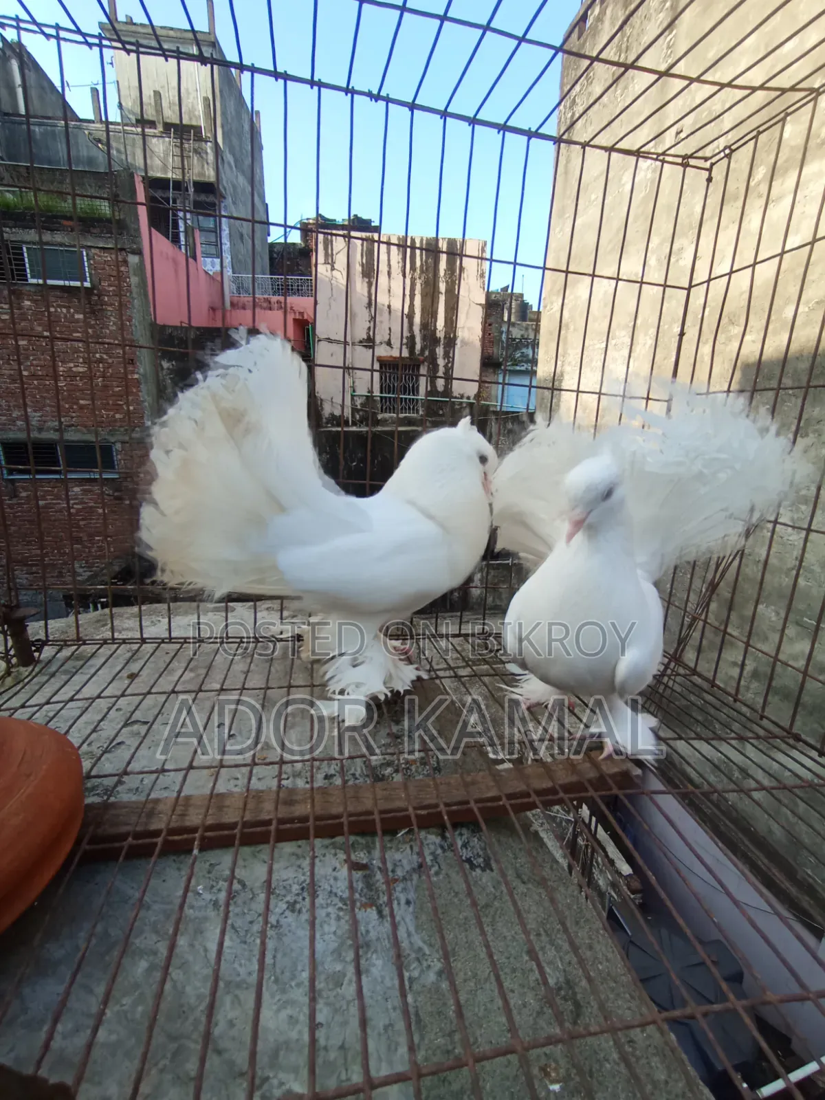 লক্ষ্ণা জোড়া