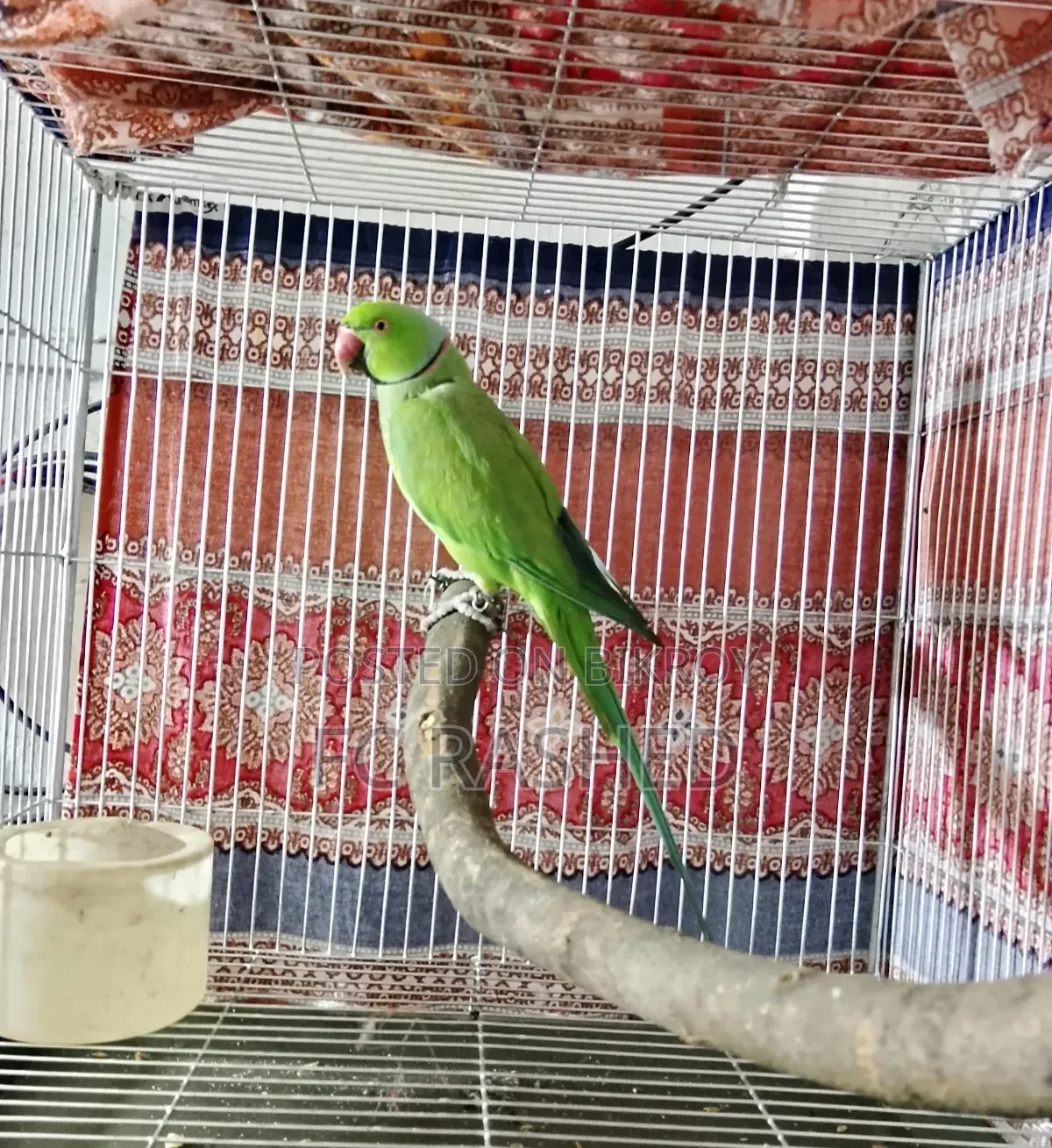 Running Male Ringneck Parrot For Sale