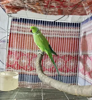 Running Male Ringneck Parrot For Sale