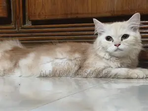 3-6 Months Female Purebred Persian Cat