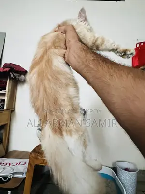 3-6 Months Female Purebred Persian Cat