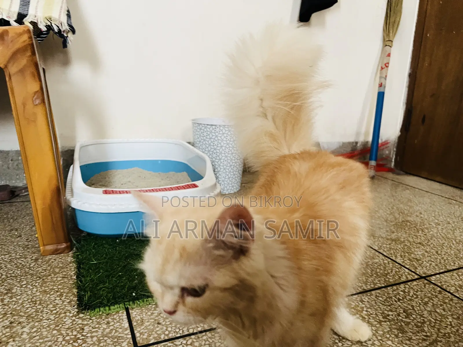 3-6 Months Female Purebred Persian Cat