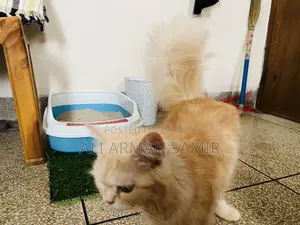 3-6 Months Female Purebred Persian Cat