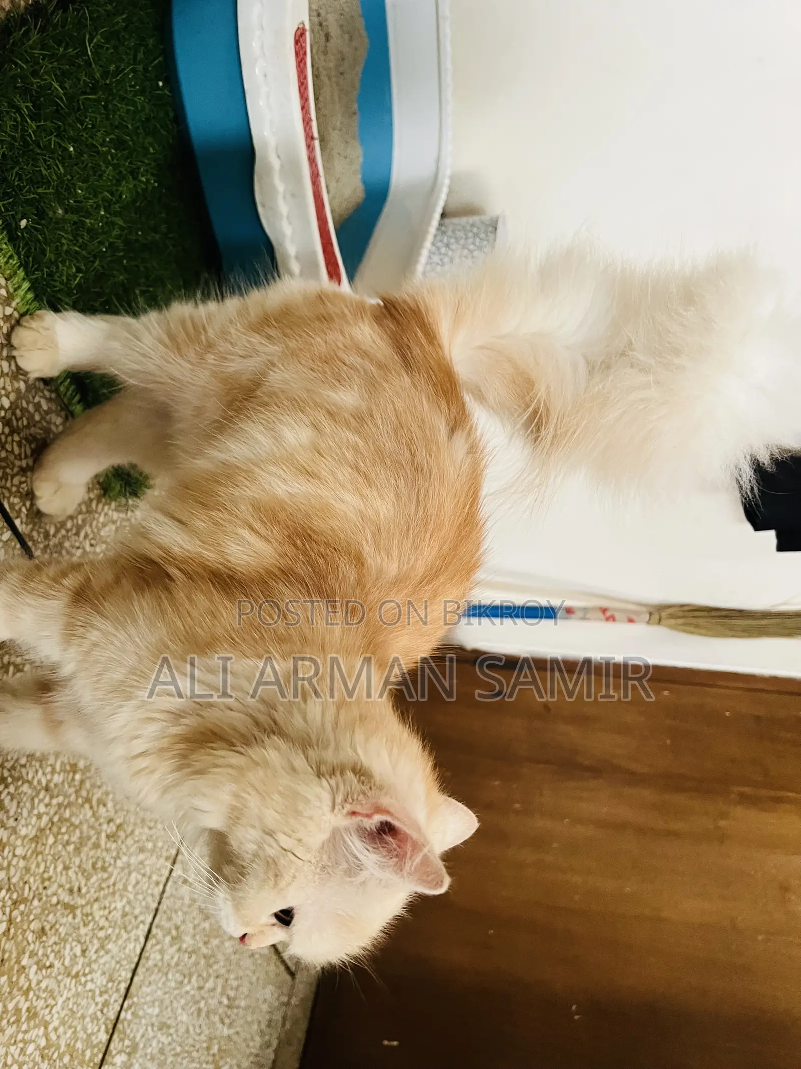3-6 Months Female Purebred Persian Cat