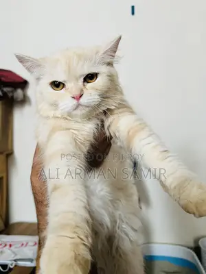 3-6 Months Female Purebred Persian Cat